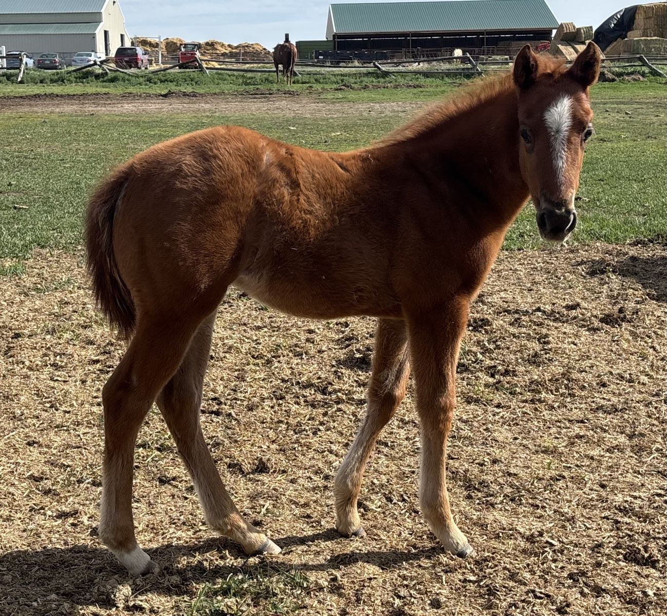 2026 Gray Filly "Breezy"