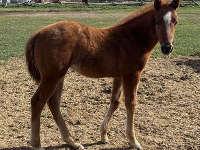 2026 Gray Filly "Breezy"