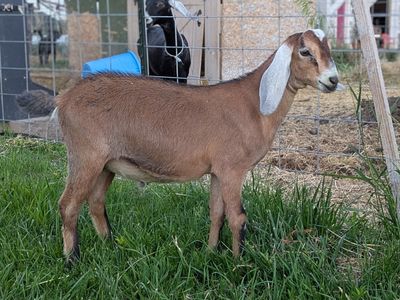 Gorgeous ADGA buckling with Heavy Milking Lines!