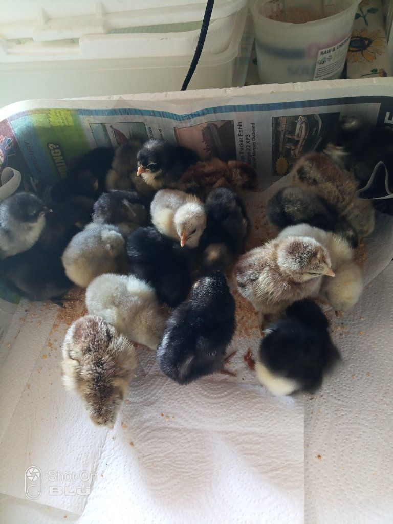 New Hatch of Barn Yard Mix Chicks on 6/17