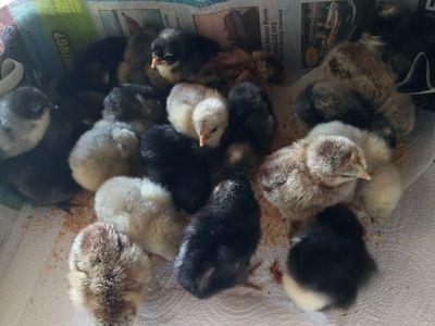 New Hatch of Barn Yard Mix Chicks on 6/17