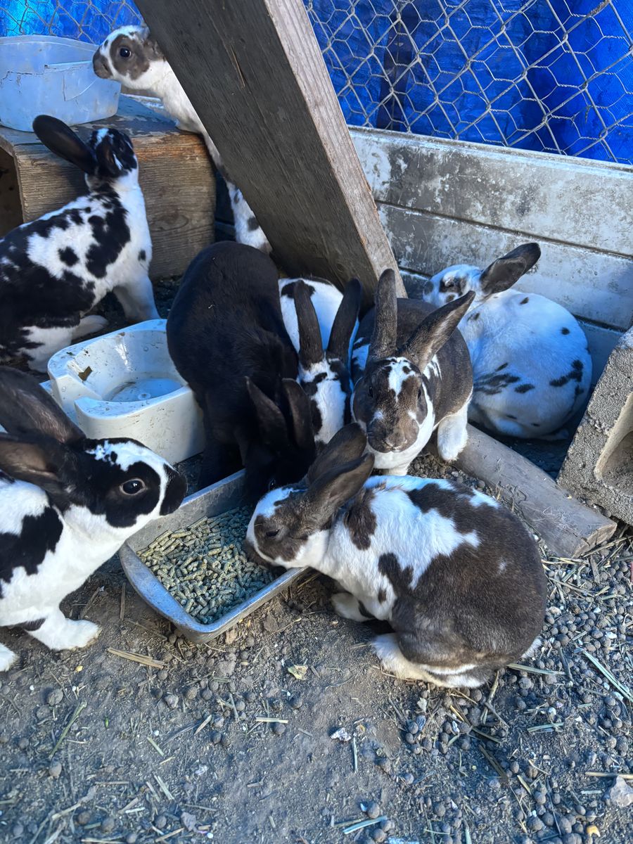 Bunnies For Sale