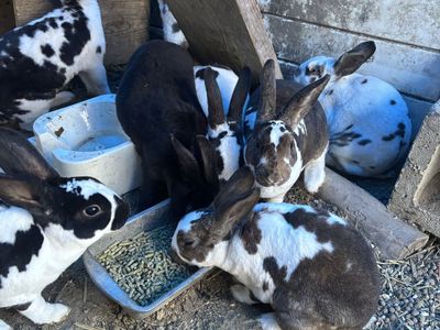 Bunnies For Sale
