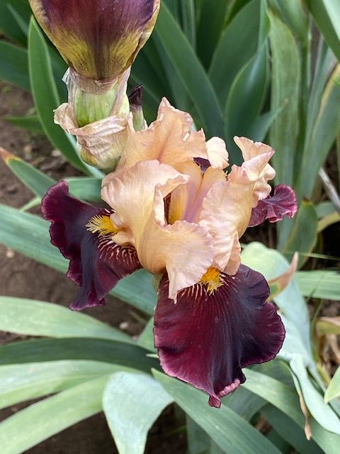 Iris Starts--Beautiful Colors--Over 90 varieties