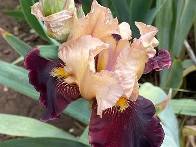 Iris Starts--Beautiful Colors--Over 90 varieties