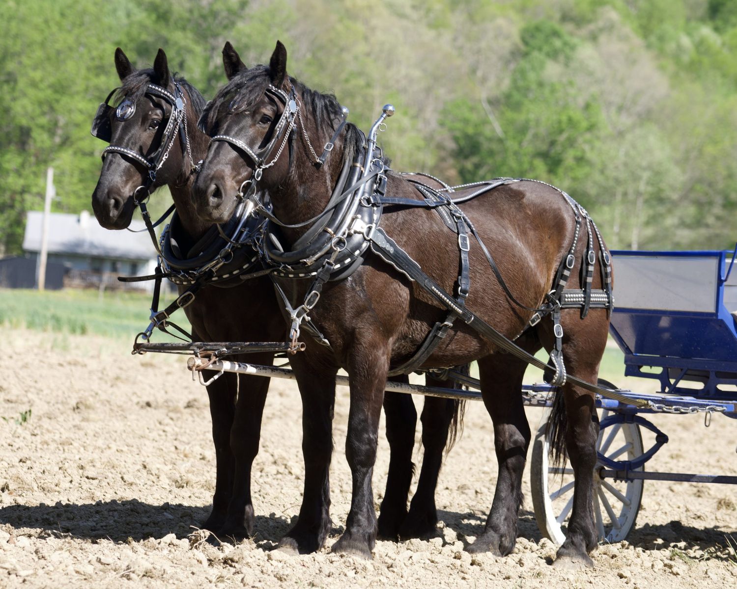 Trigger & Bullet - Percheron Gelding Draft Horse Team for Sale