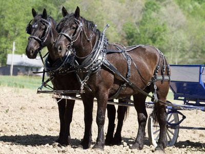Trigger & Bullet - Percheron Gelding Draft Horse Team for Sale