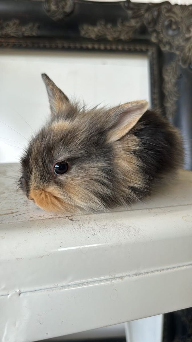 Baby LionLop bunny!