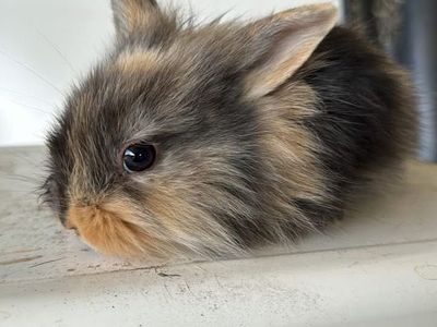 Baby LionLop bunny!