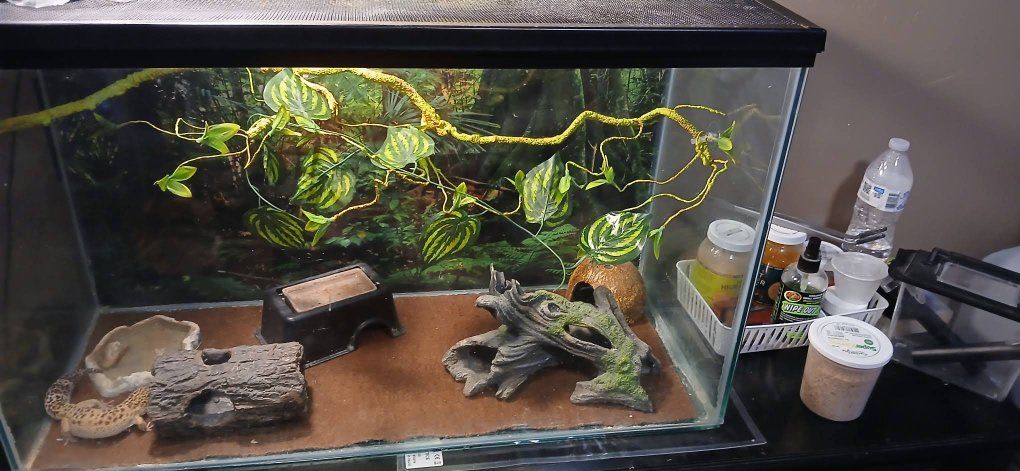 Leopard gecko $105 or best offer