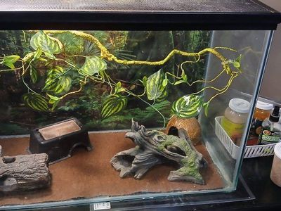 Leopard gecko $105 or best offer
