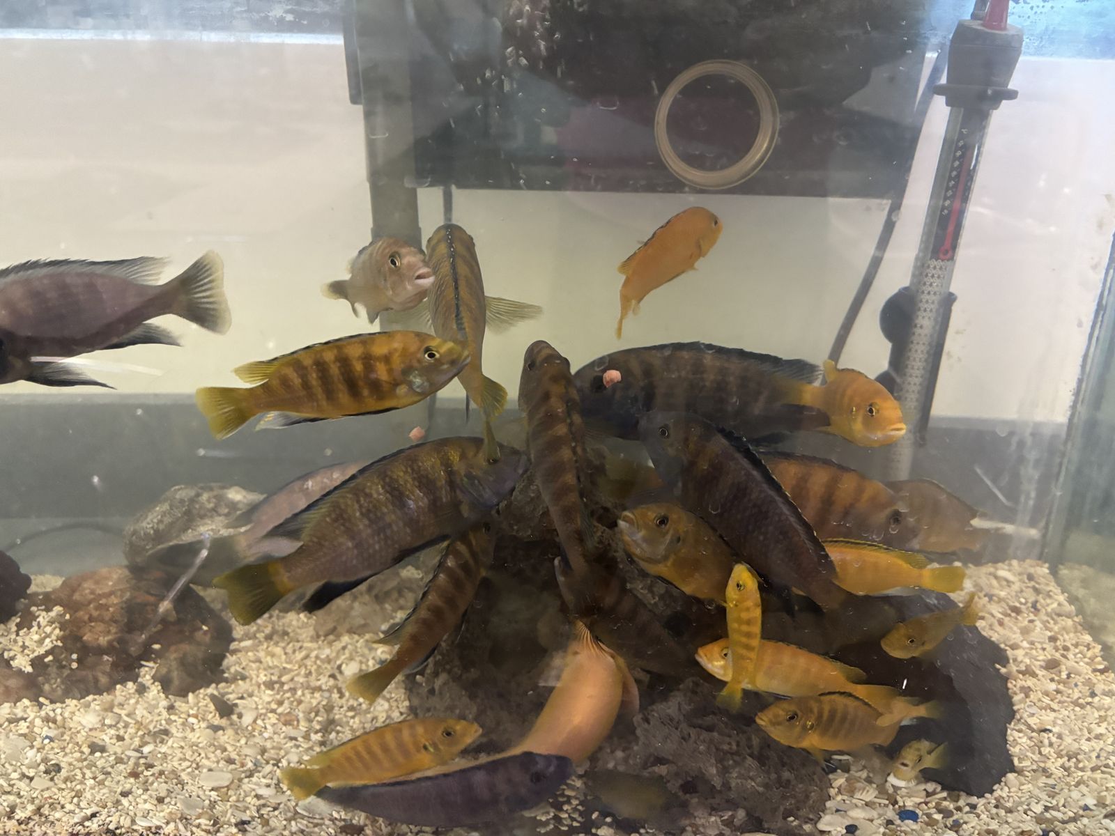 Free South American cichlids convicts
