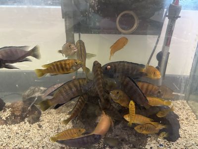 Free South American cichlids convicts