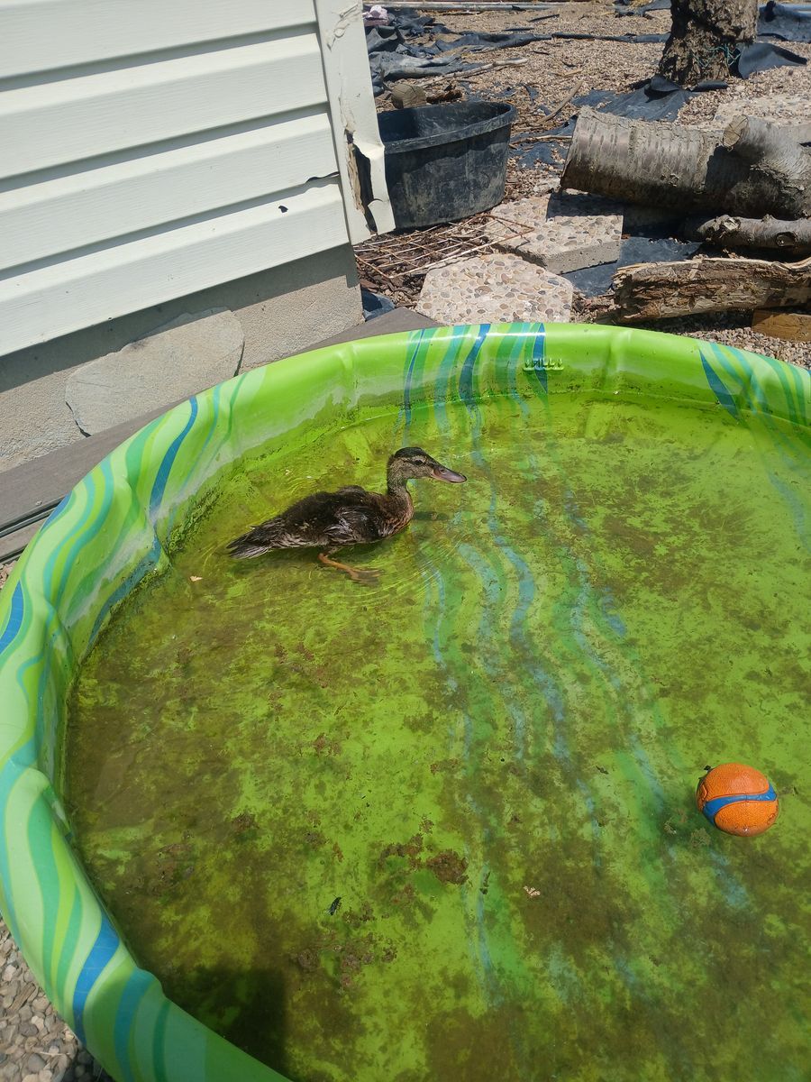 Mallard  female ducks