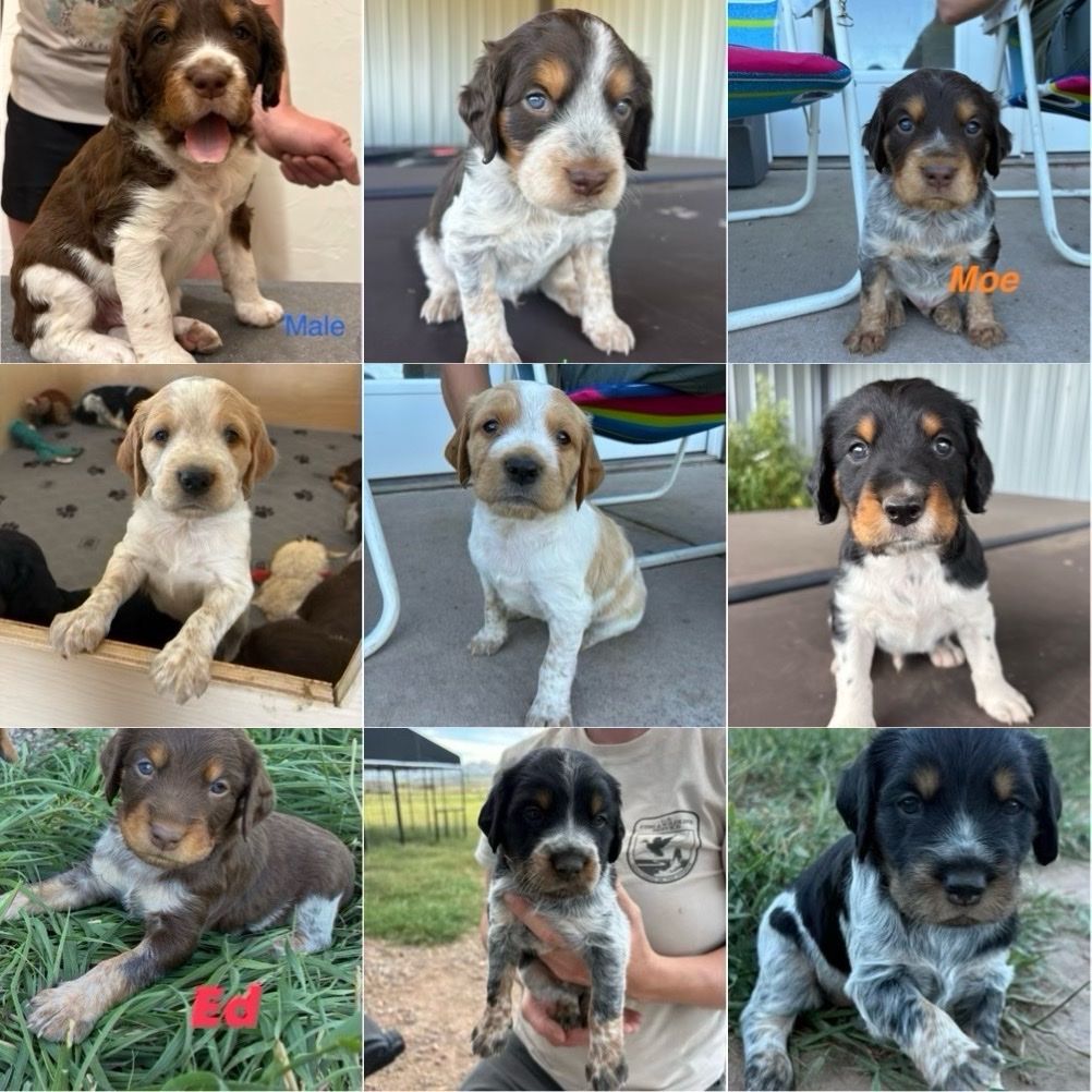 Purebred French Brittany Puppies - Ready Aug 5th