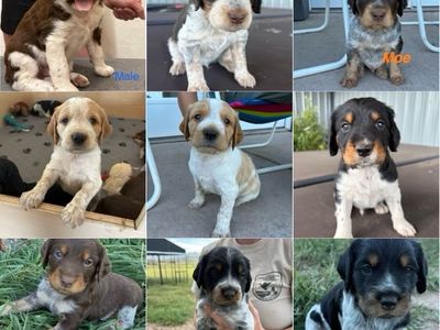 Purebred French Brittany Puppies - Ready Aug 5th