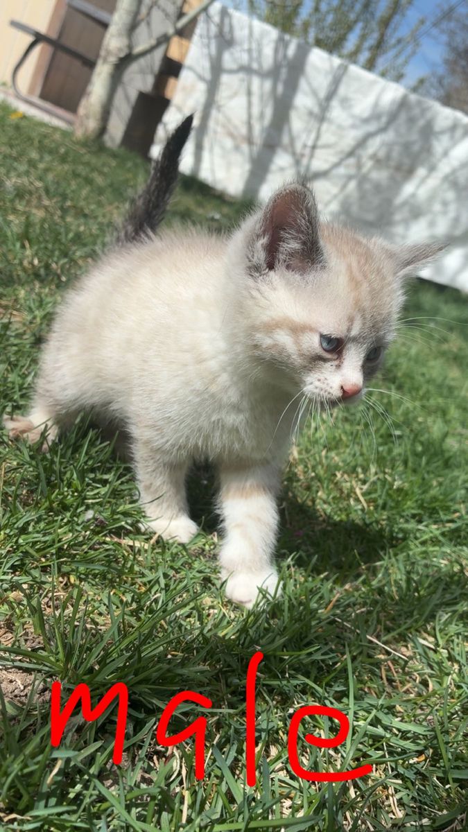 Kitten For Sale  Pending