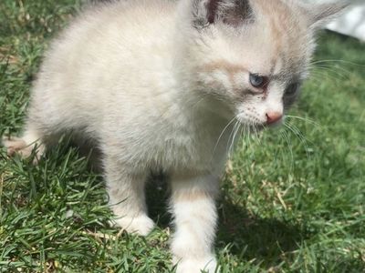 Kitten For Sale Pending