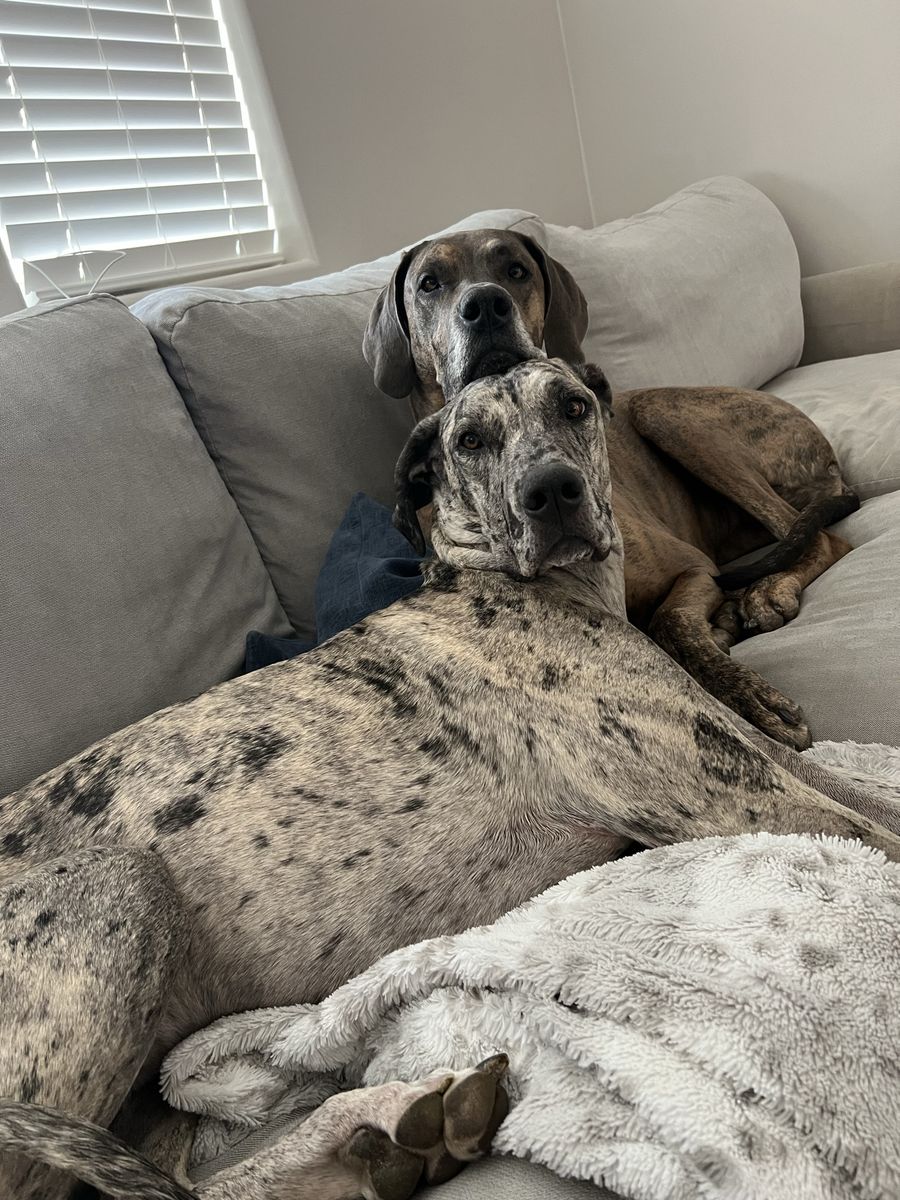 2 female Great Danes