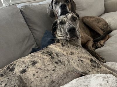 2 female Great Danes