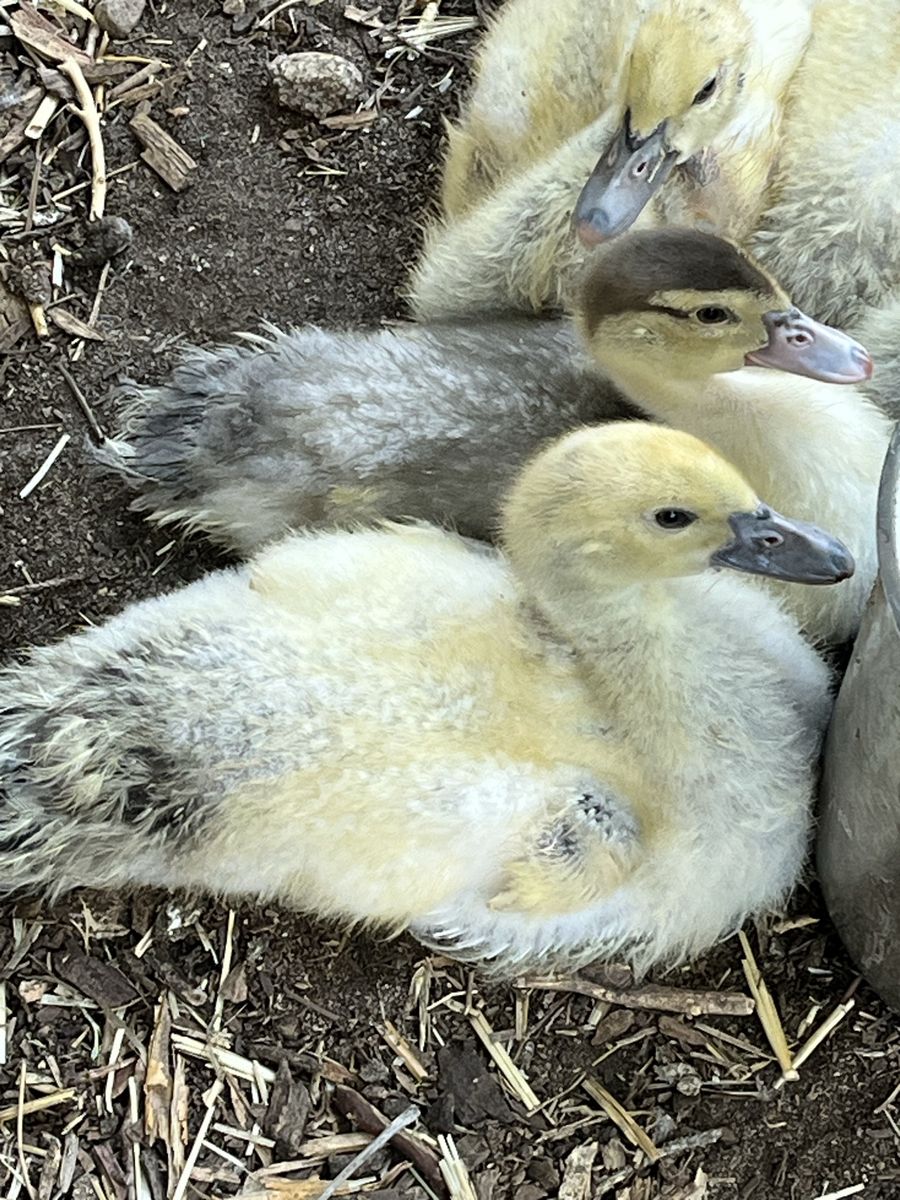 Adorable Muscovy Ducklings - Ready for a New Home!