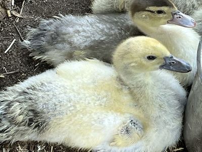 Adorable Muscovy Ducklings - Ready for a New Home!