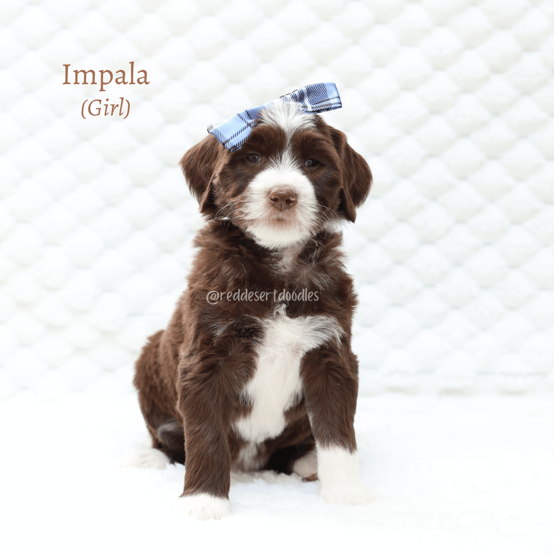 Australian Labradoodle Guardian Families Wanted