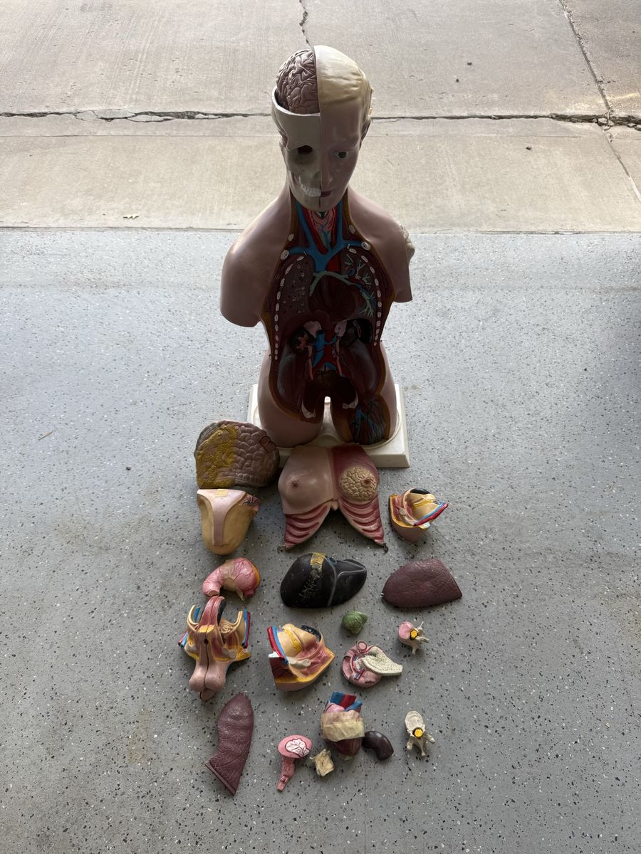 Human Anatomy model All organ systems 