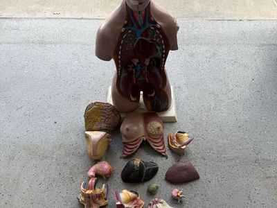 Human Anatomy model All organ systems