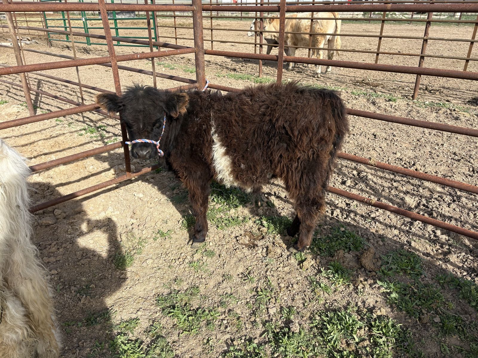 Halter Broke Mini Belted Galloway/highlander
