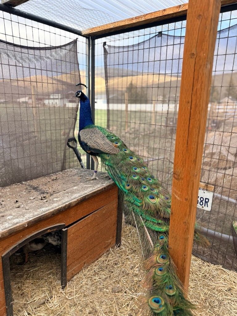 Argus the Peacock