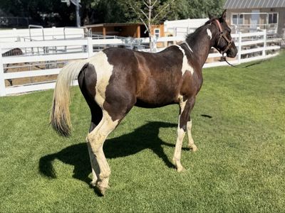 Yearling Quarter Draft Gelding