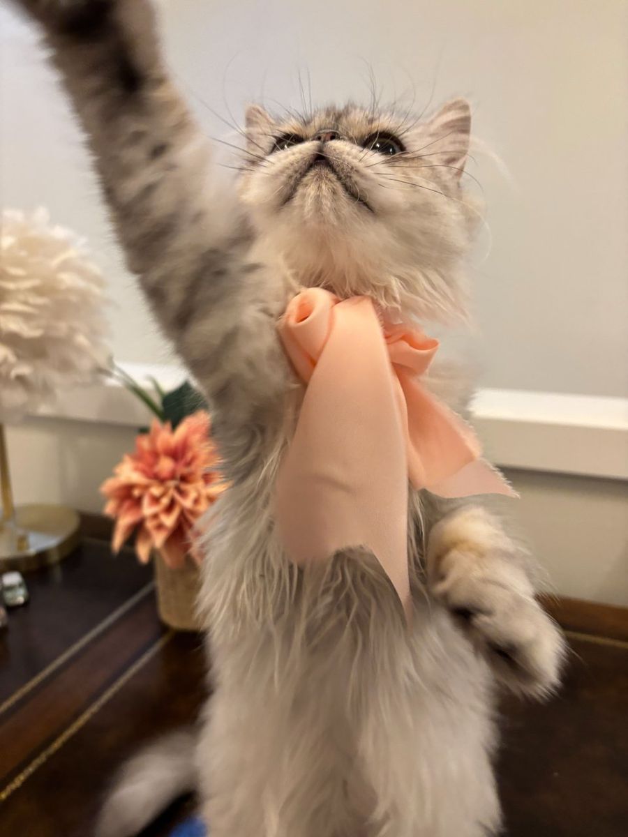 Purebred Persian Kittens