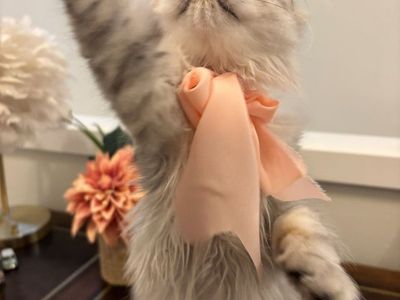 Purebred Persian Kittens