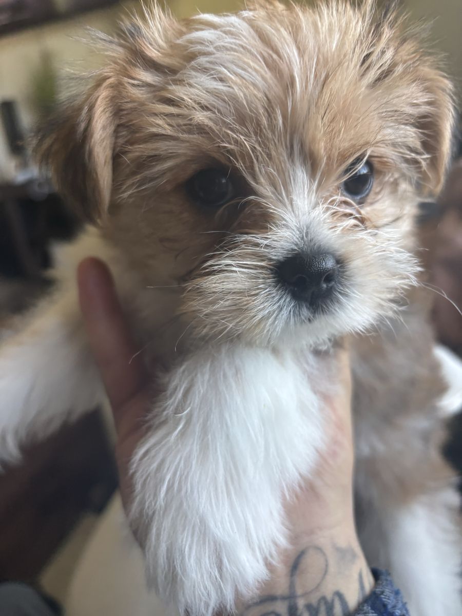 Yorkiepoo Puppy