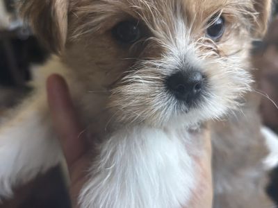 Yorkiepoo Puppy