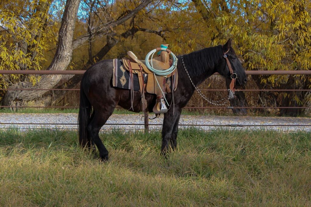 2 Year Old 1/4 Percheron 3/4 QH