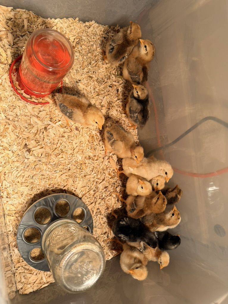 Straight Run Baby ChIcks