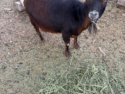 Goats