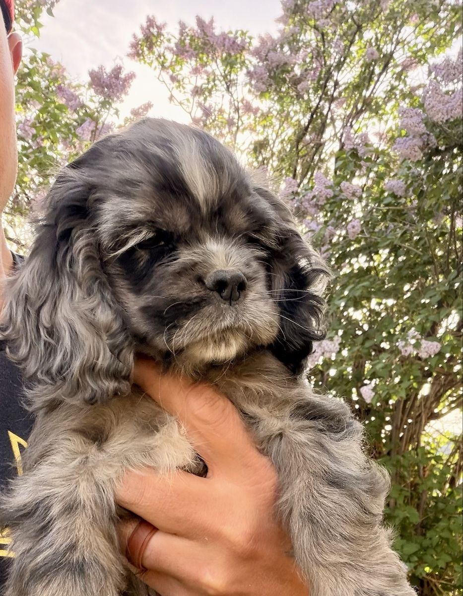 American Cocker Spaniels