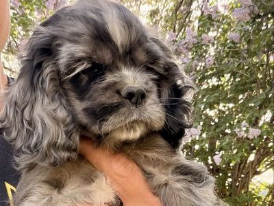 American Cocker Spaniels
