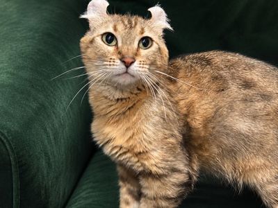 Adopt Nala
