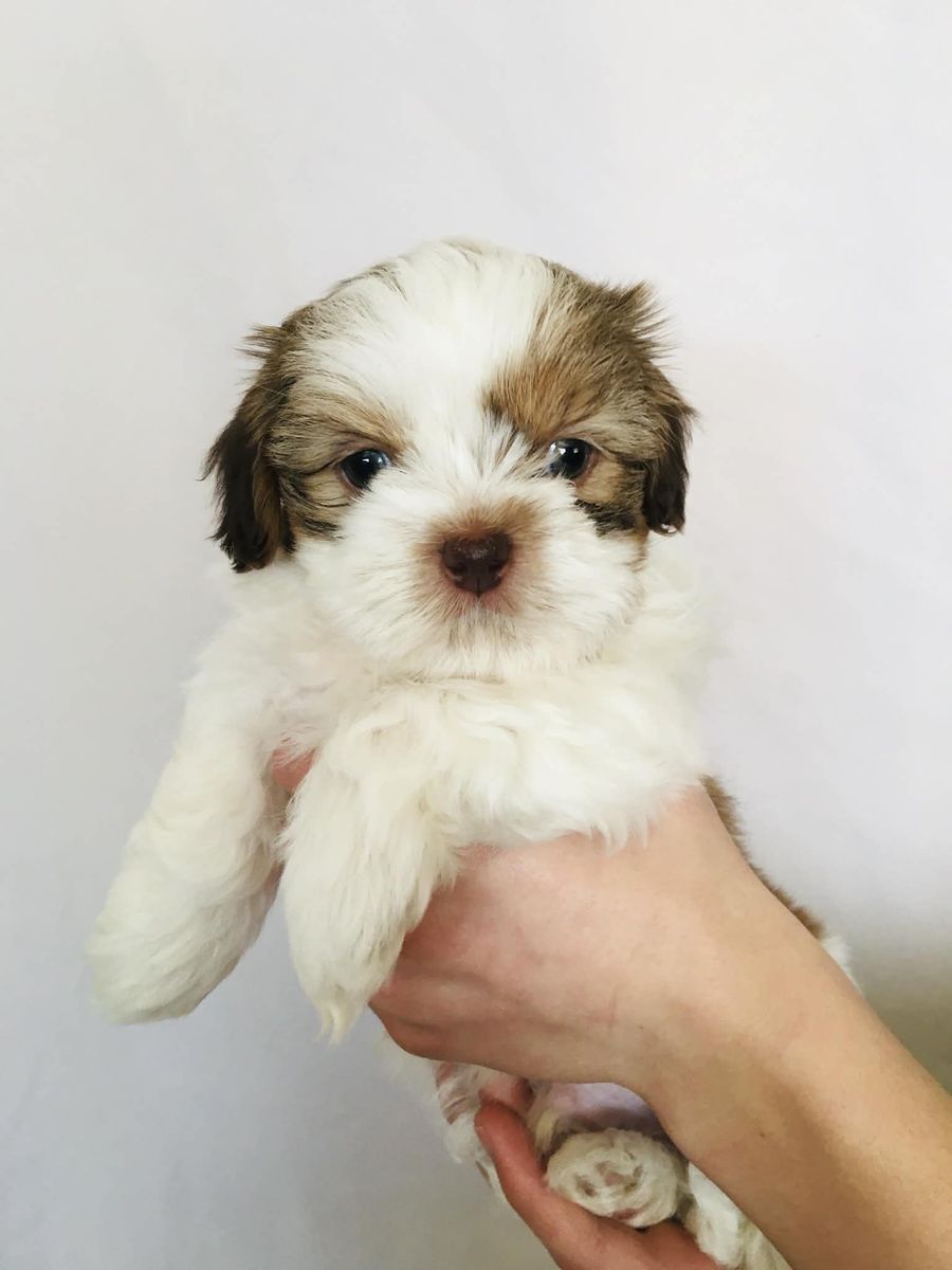 Pure Bred Shih Tzu Puppies