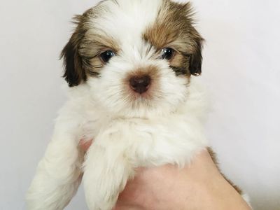 Pure Bred Shih Tzu Puppies