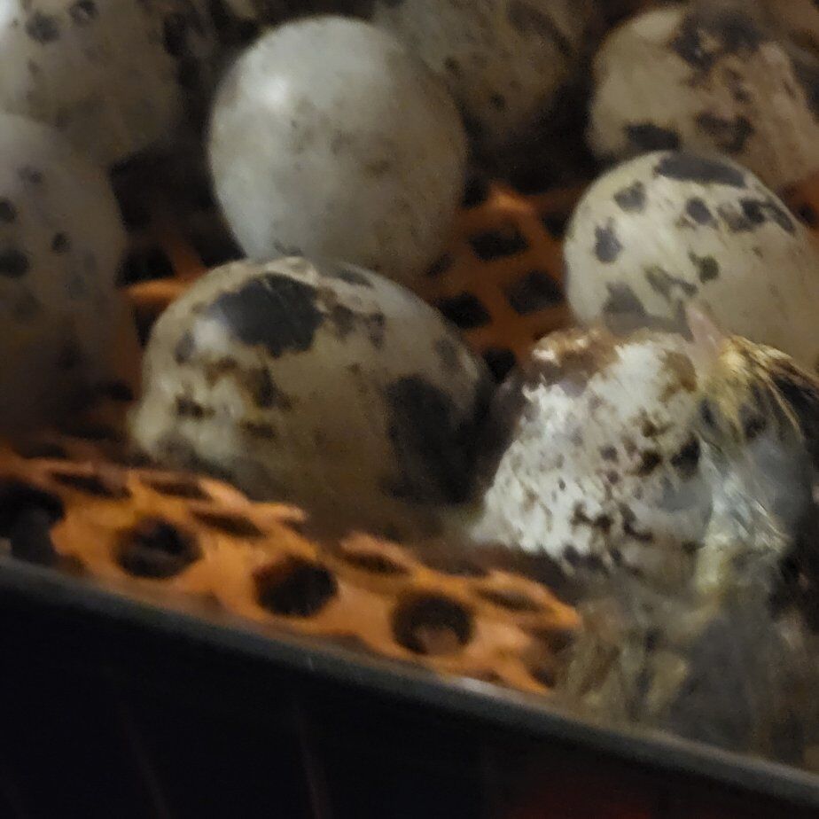Quail eggs for hatching or eating