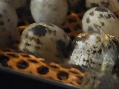Quail eggs for hatching or eating
