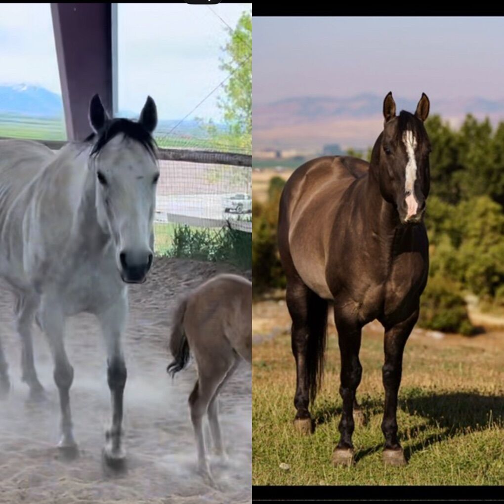 Lily AQHA X Hesa Sailin Perty In-UteroFoalDue 6/9