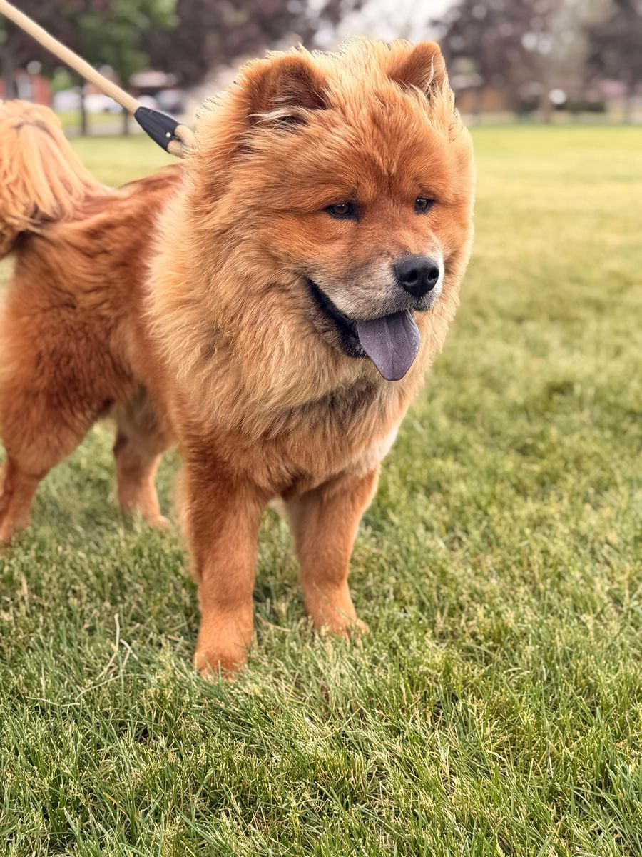 Chow Chows -Need New Home
