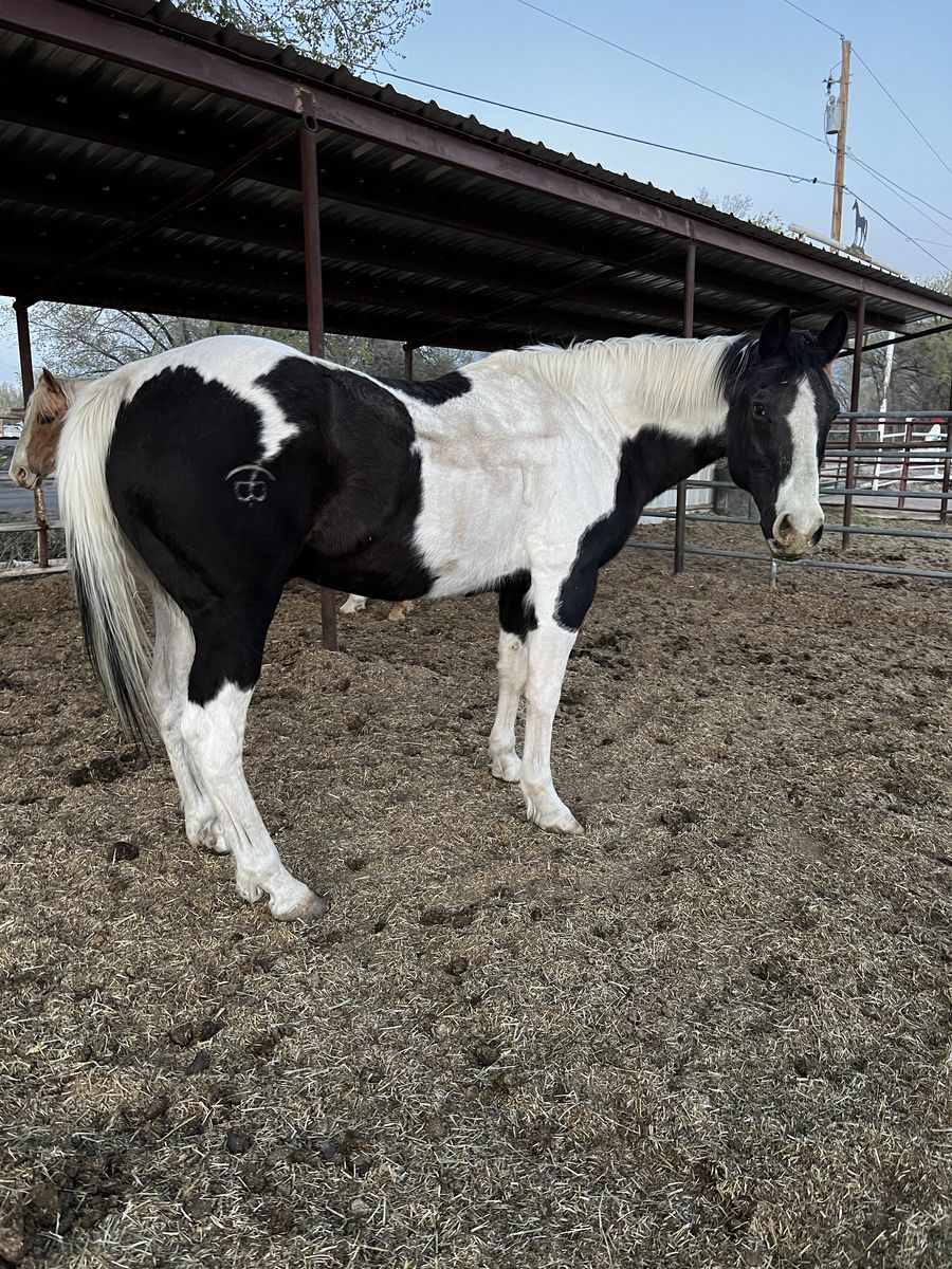 Paint Gelding