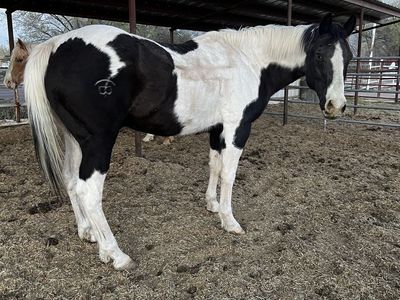 Paint Gelding